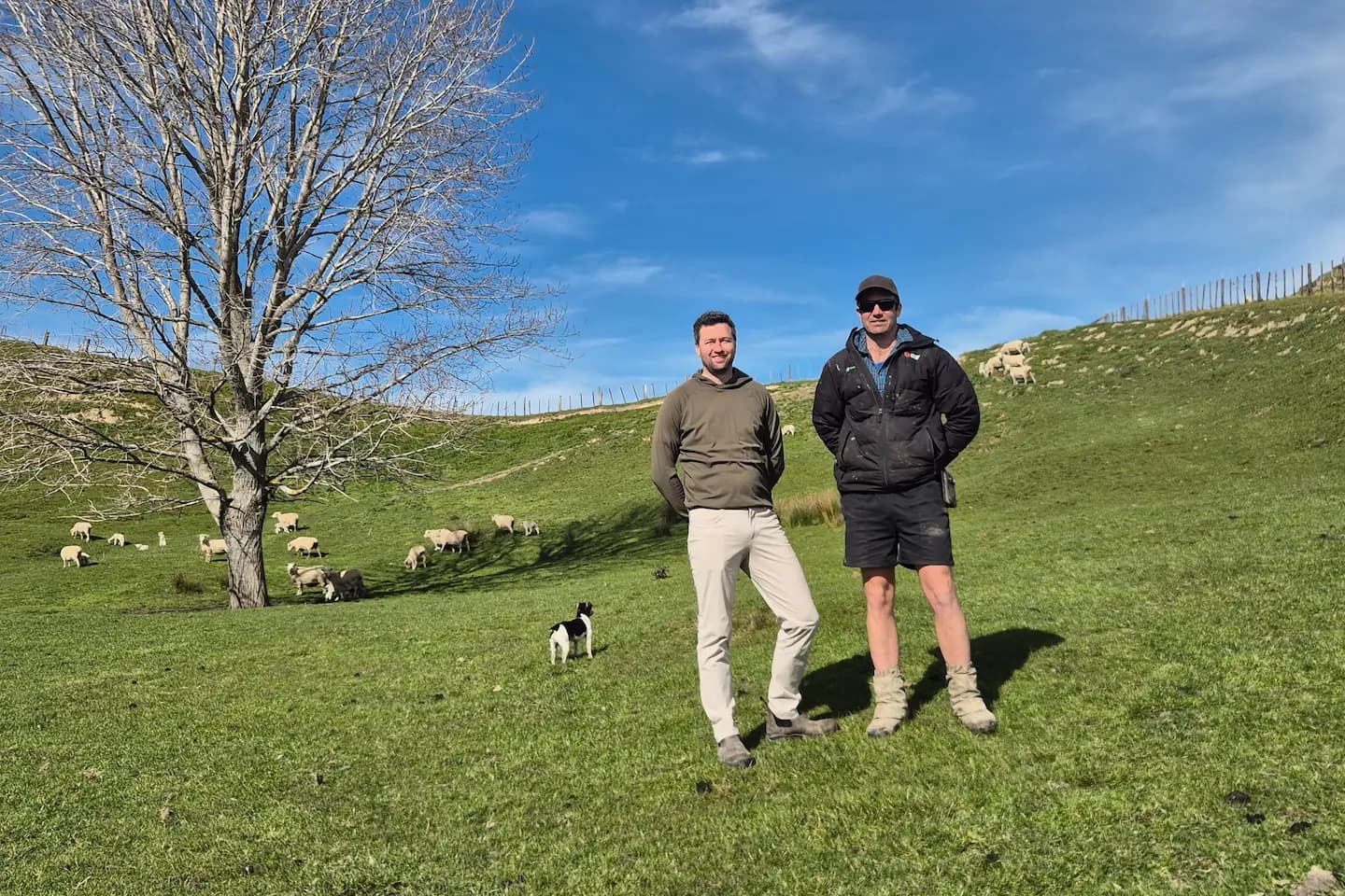 The two Scanners Tally founders standing in a hill-country paddock, with ewes grazing on the slope behind them and a working dog alongside.